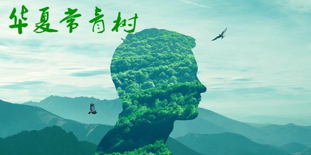 華夏長青樹怎么樣 優(yōu)劣勢有哪些？