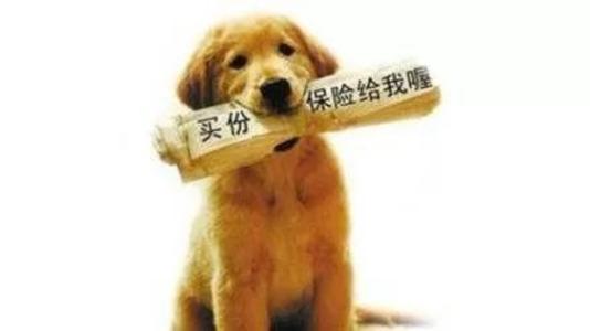 寵物保險怎么挑選？有寵物的你確定不了解一下？