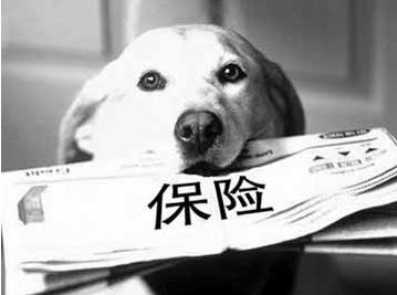 寵物保險怎么挑選？有寵物的你確定不了解一下？